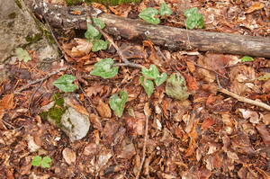 0181-cyclamen-hederifolium-napolitaanse-cyclamen-woods