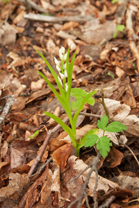 0182 wit-bosvogeltje-cephalanthera-longifolia-woods