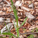 0183-Centaurea-triumfetti-arid-pastures