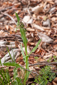 0183-Centaurea-triumfetti-arid-pastures