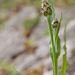 0184-Centaurea-triumfetti-arid-pastures