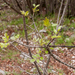 0186-pluim-es-fraxinus-ornus-scrub-and-mixes-woods