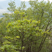 0185-mixes-woods-met-fraxinus-ornus