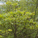 0187-pluim-es-fraxinus-ornus-scrub-and-mixes-woods