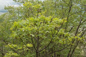 0187-pluim-es-fraxinus-ornus-scrub-and-mixes-woods