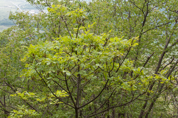 0187-pluim-es-fraxinus-ornus-scrub-and-mixes-woods