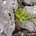 0188-pluim-es-fraxinus-ornus-scrub-and-mixes-woods