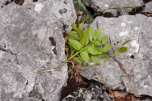 0188-pluim-es-fraxinus-ornus-scrub-and-mixes-woods