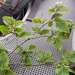 0189-Hopbeuk---Ostrya-carpinifolia-woods