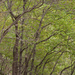 0190 Hopbeuk---Ostrya-carpinifolia-woods