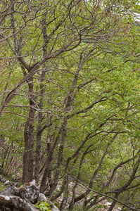 0190 Hopbeuk---Ostrya-carpinifolia-woods