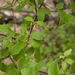 0192-cornus-mas-gele-kornoelje-scrub-hedges