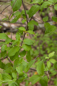 0192-cornus-mas-gele-kornoelje-scrub-hedges