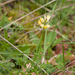0196-Polygala-flavescens-arid-pastures-margins-of-thermophilous-w