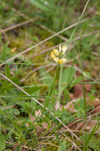 0196-Polygala-flavescens-arid-pastures-margins-of-thermophilous-w