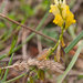 0197-Polygala-flavescens-arid-pastures-margins-of-thermophilous-w