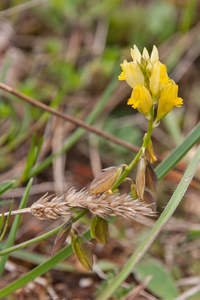 0197-Polygala-flavescens-arid-pastures-margins-of-thermophilous-w