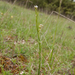 0200-ruige-scheefkelk-arabis-hirsuta-stony-slopes-scrub