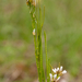 0201-ruige-scheefkelk-arabis-hirsuta-stony-slopes-scrub