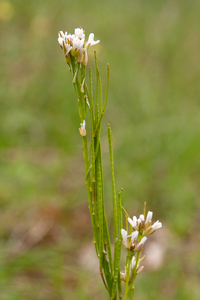 0201-ruige-scheefkelk-arabis-hirsuta-stony-slopes-scrub