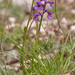 0202-langsporige-harlekijnorchis-anacamptis-morio-subsp-longicorn