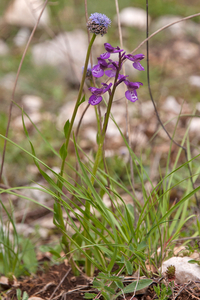 0202-langsporige-harlekijnorchis-anacamptis-morio-subsp-longicorn