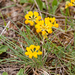 0203-hippocrepis-comosa-paardenhoefklaver-arid-meadows