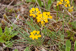 0203-hippocrepis-comosa-paardenhoefklaver-arid-meadows