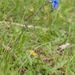 0204-Linum-austriacum