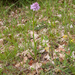 0205-Drietandige-orchis---Neotinea-tridentata