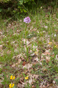 0205-Drietandige-orchis---Neotinea-tridentata