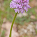 0206-Drietandige-orchis---Neotinea-tridentata