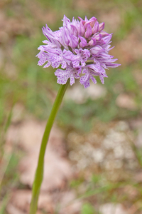 0206-Drietandige-orchis---Neotinea-tridentata