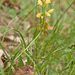 0207-Polygala-flavescens-arid-pastures-margins-of-thermophilous-w