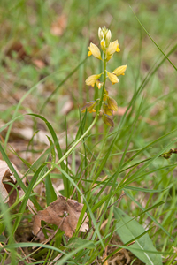 0207-Polygala-flavescens-arid-pastures-margins-of-thermophilous-w