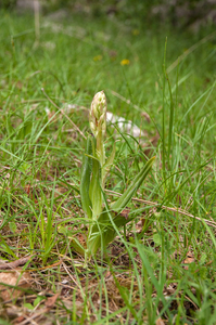 0208 orchis-inbekend