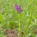 0209-langsporige-harlekijnorchis-anacamptis-morio-subsp-longicorn