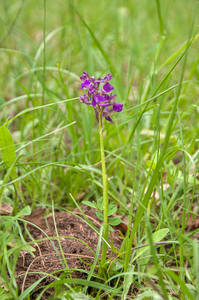 0209-langsporige-harlekijnorchis-anacamptis-morio-subsp-longicorn