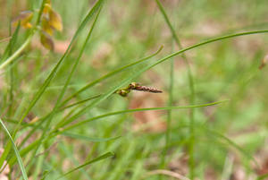 0210-laagbloeiende-zegge-carex-halleriana-thermophilous-open-wood