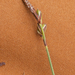 0211-laagbloeiende-zegge-carex-halleriana-thermophilous-open-wood