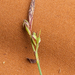 0212-laagbloeiende-zegge-carex-halleriana-thermophilous-open-wood