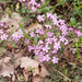 0213-Saponaria-ocymoides-muurzeepkruid-stony-slopes-screes