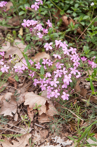 0213-Saponaria-ocymoides-muurzeepkruid-stony-slopes-screes