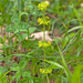 0217-cruciata-pedemontana-wood-glades-pastures