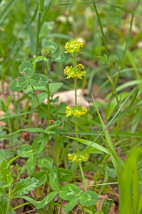 0217-cruciata-pedemontana-wood-glades-pastures