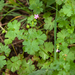 0218-Glanzige-ooievaarsbek-Geranium-lucidum-walls-shady-cliffs