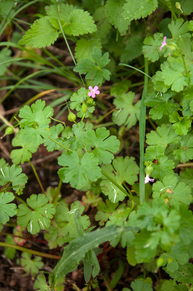 0218-Glanzige-ooievaarsbek-Geranium-lucidum-walls-shady-cliffs