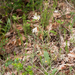 0219-grote-graslelie-anthericum-lilago-arid-pastures
