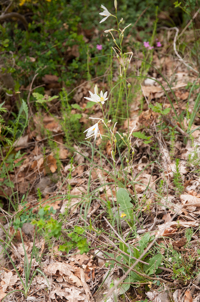 0219-grote-graslelie-anthericum-lilago-arid-pastures