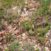 0220 grote-graslelie-anthericum-lilago-arid-pastures